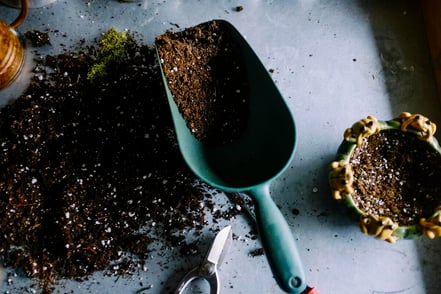 3 Tips to Keep Your Plants Thriving This Summer